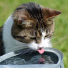 How to encourage pets to drink water?